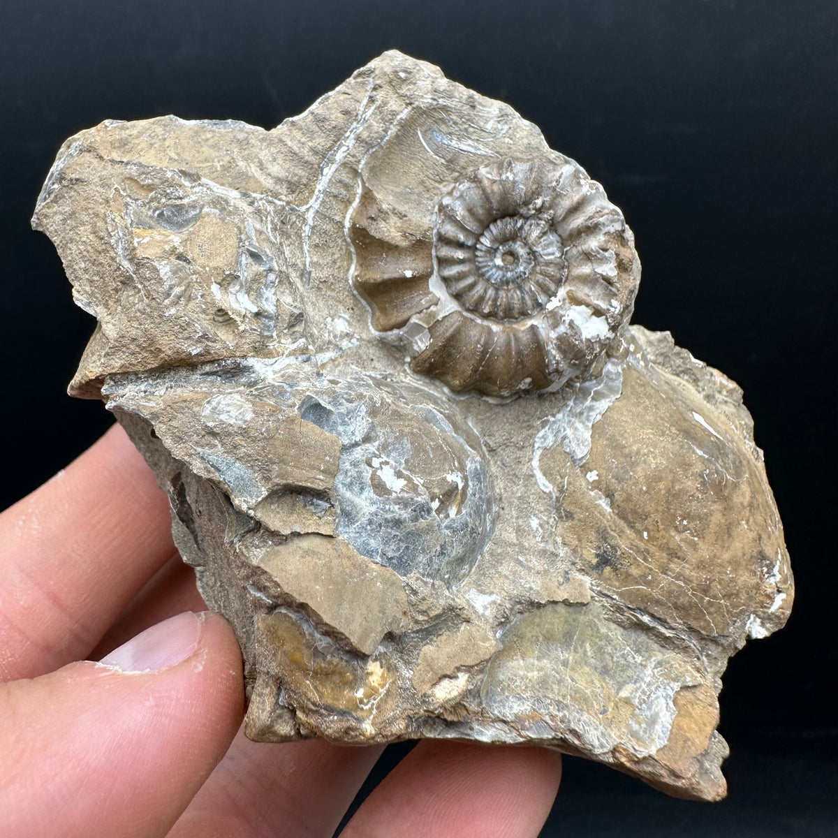 Androgynoceras capricornus Ammonite Fossil With Stand - Whitby, North Yorkshire Jurassic Coast Yorkshire Fossils