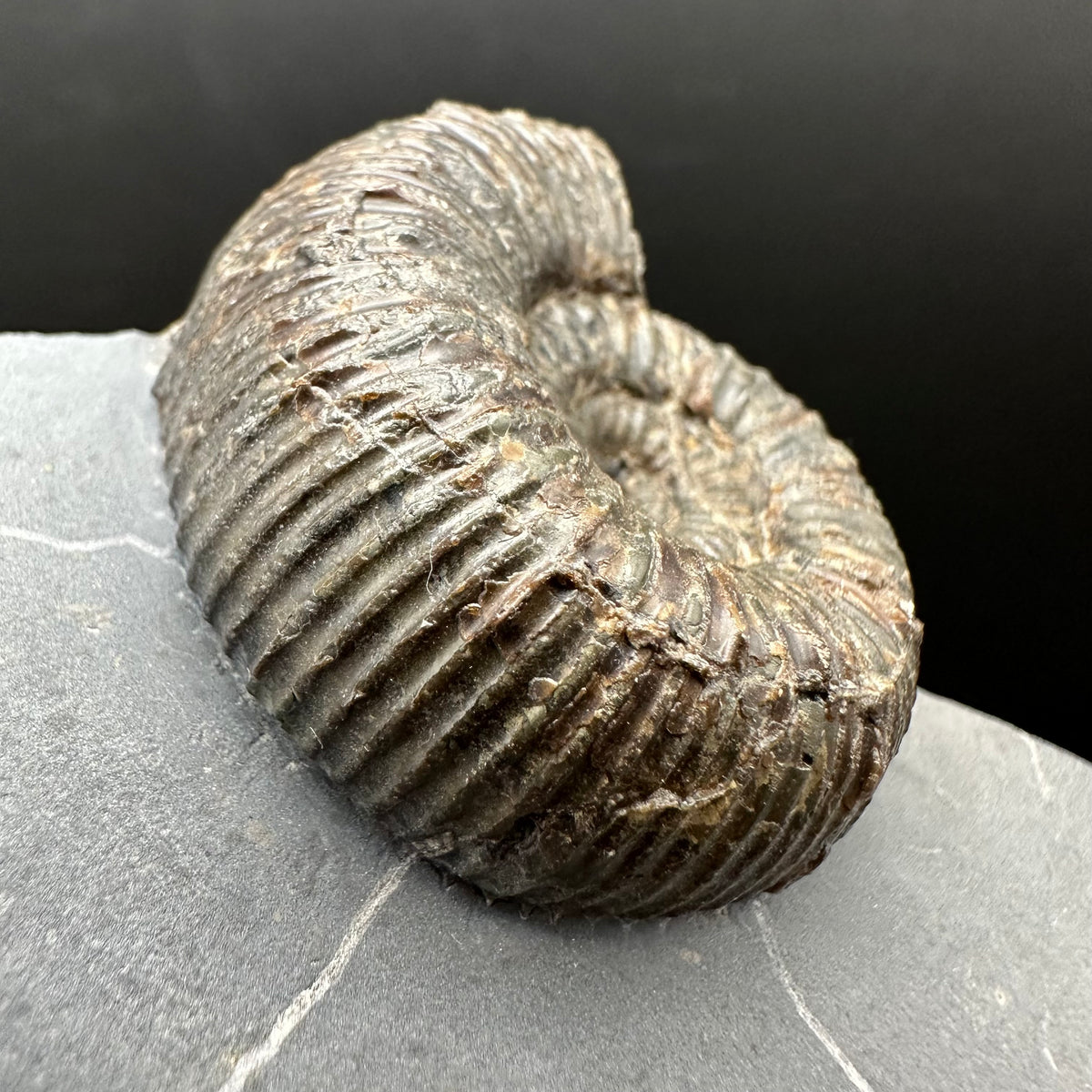 Nodicoeloceras Sp. Ammonite Fossil With Box And Stand - Whitby, North Yorkshire Jurassic Coast Yorkshire Fossils