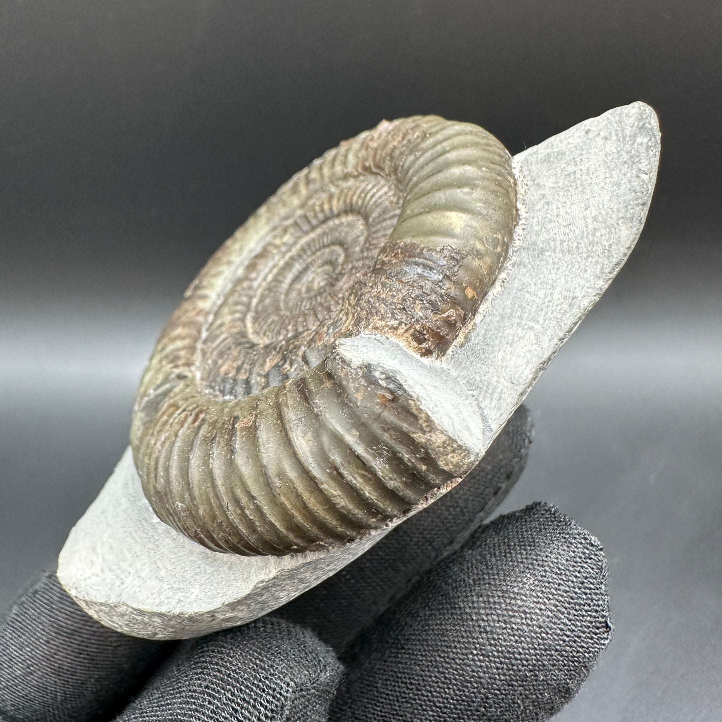 Dactylioceras Ammonite Fossil With Box And Stand - Whitby, North Yorkshire Jurassic Coast Yorkshire Fossils