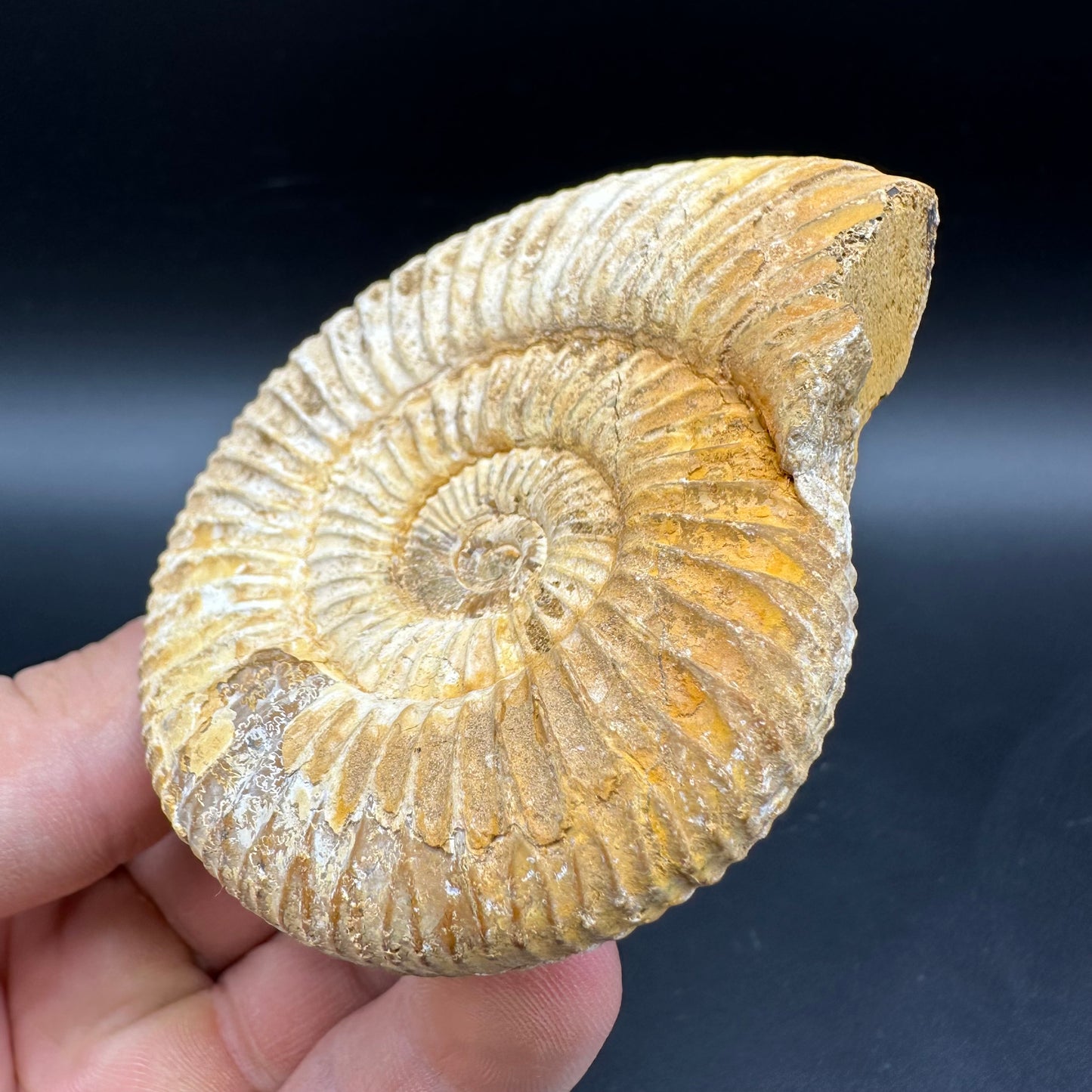 Dichotomosphinctes Ammonite Fossil With Box And Stand - Middle Jurassic Ammonite Madagascar