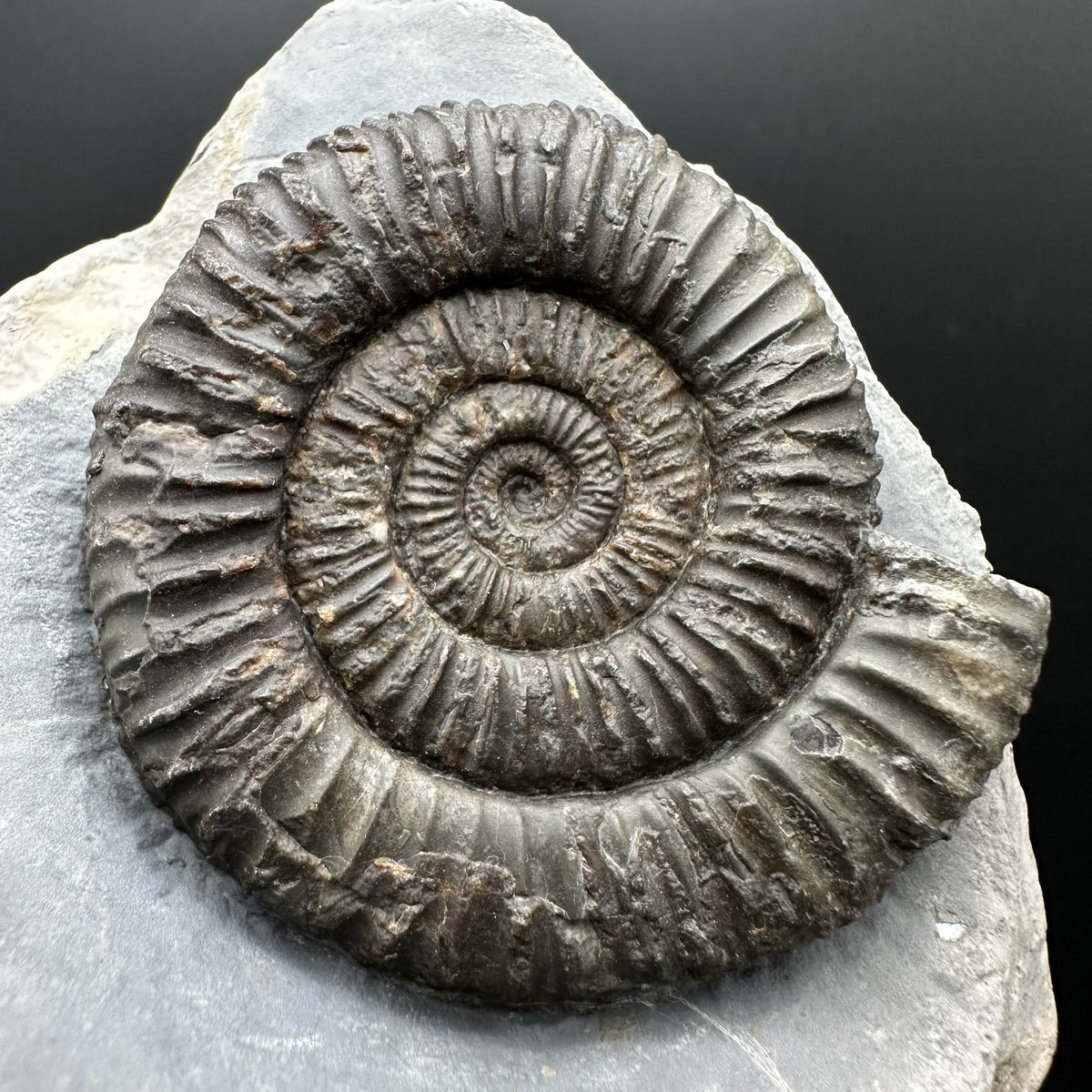 Dactylioceras Ammonite Fossil With box and Stand - Whitby, North Yorkshire Jurassic Coast Yorkshire Fossils