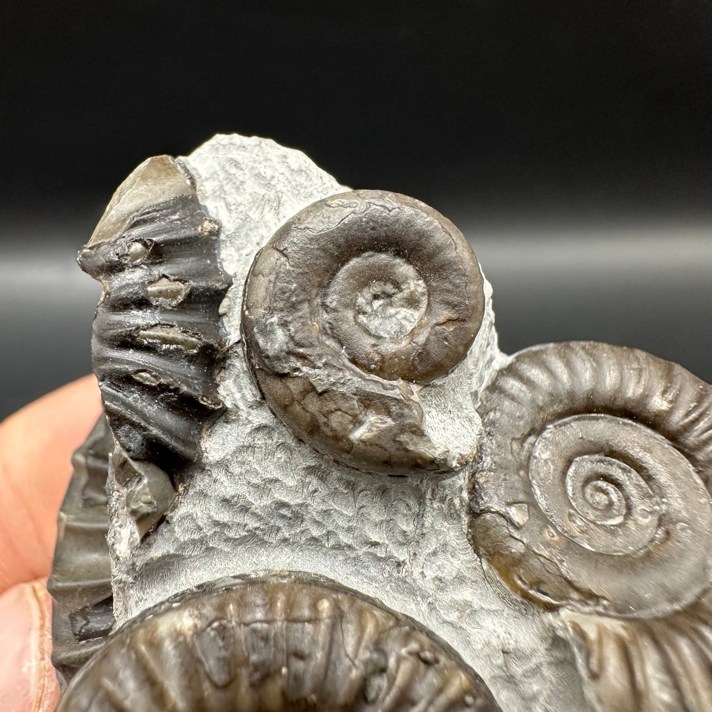 Arnioceras ammonite shell fossil with box and stand - Whitby, North Yorkshire Jurassic Coast Yorkshire Fossils