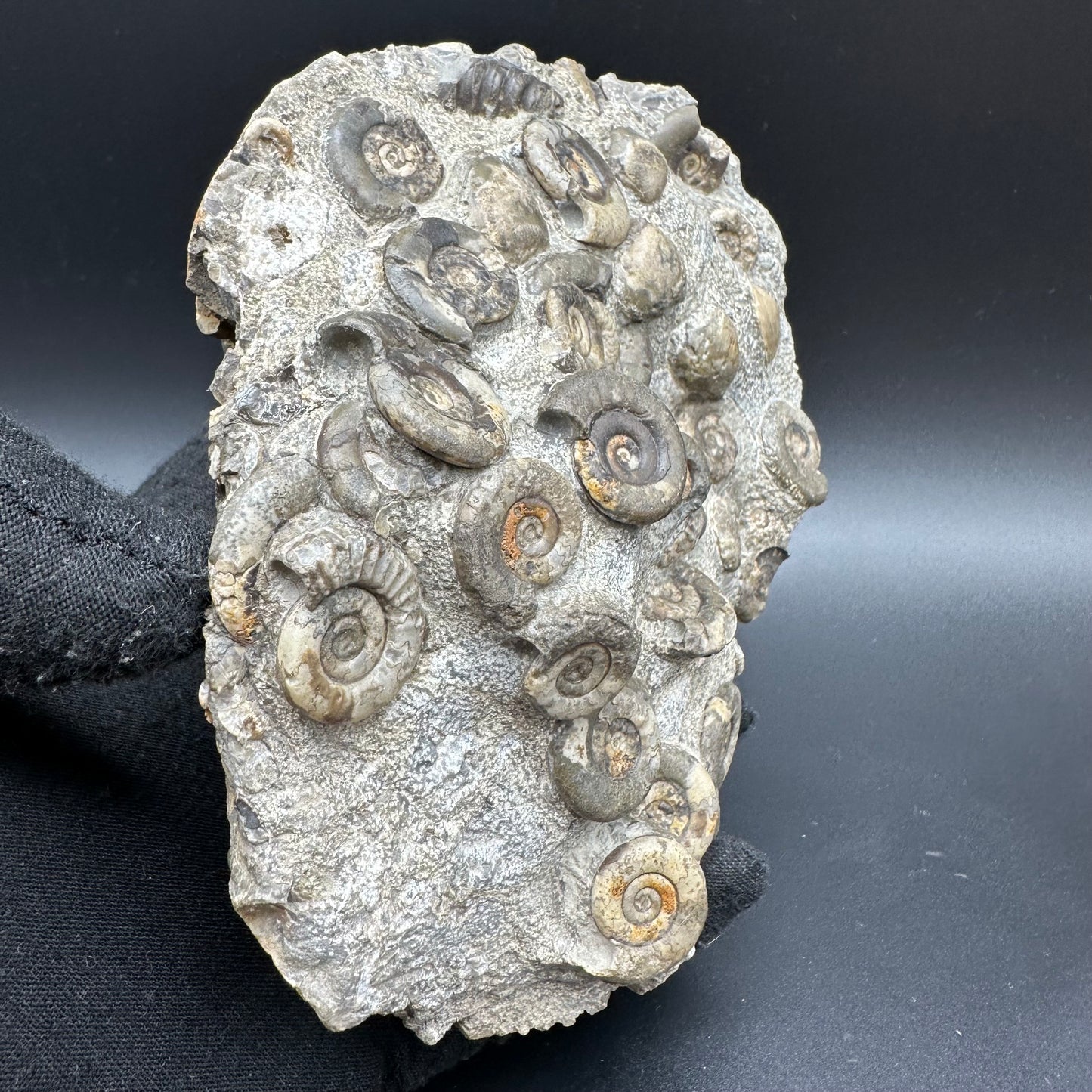 Psiloceras ammonite fossil with box and stand - Whitby, North Yorkshire Jurassic Coast, Yorkshire fossils