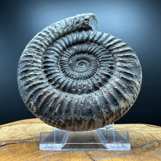 Dactylioceras Ammonite Fossil With box and Stand - Whitby, North Yorkshire Jurassic Coast Yorkshire Fossils