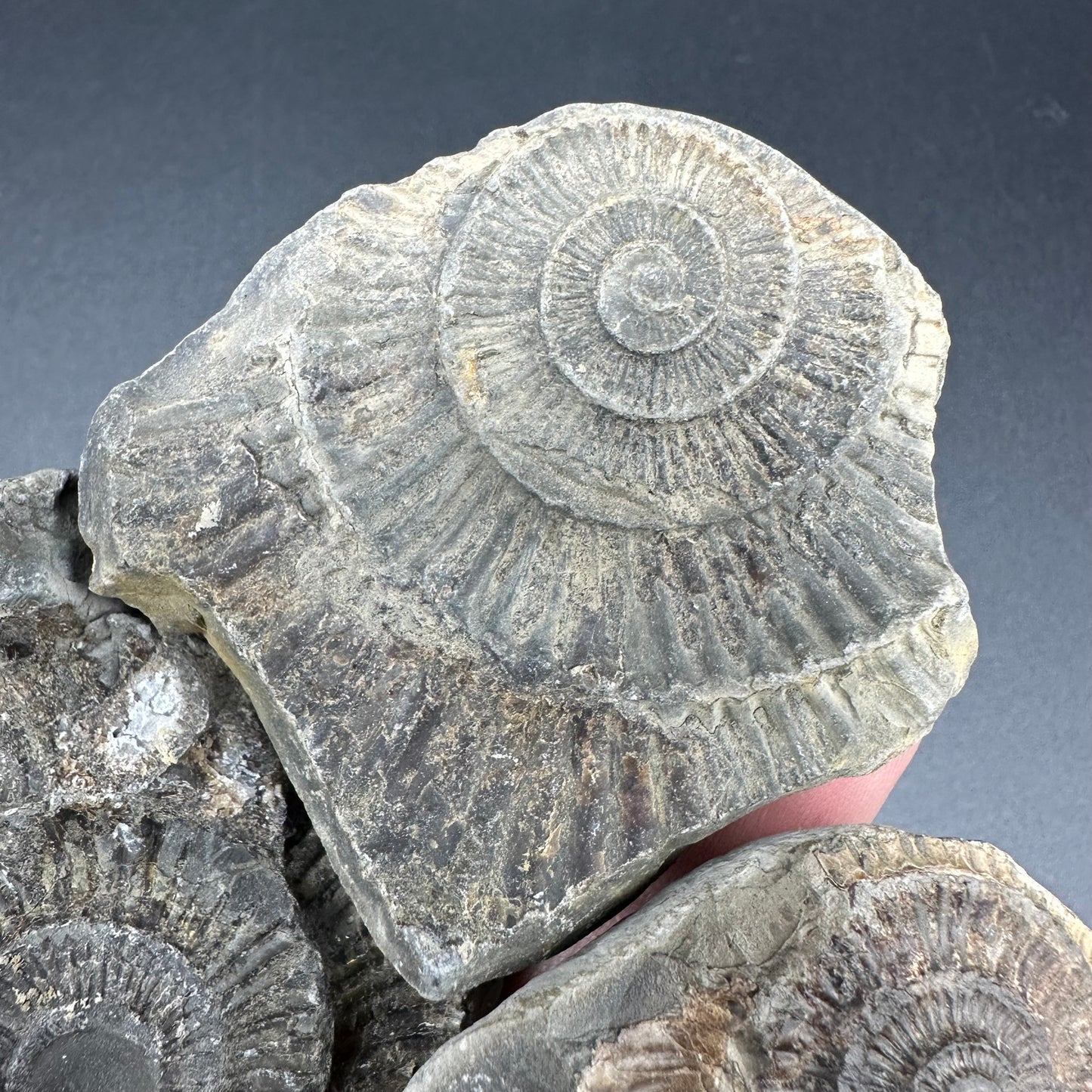 Dactylioceras imprint (negative) bundle ammonite shell fossil with box - Whitby, North Yorkshire, Yorkshire Fossils