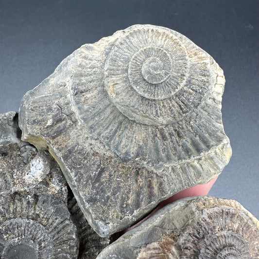 Dactylioceras imprint (negative) bundle ammonite shell fossil with box - Whitby, North Yorkshire, Yorkshire Fossils