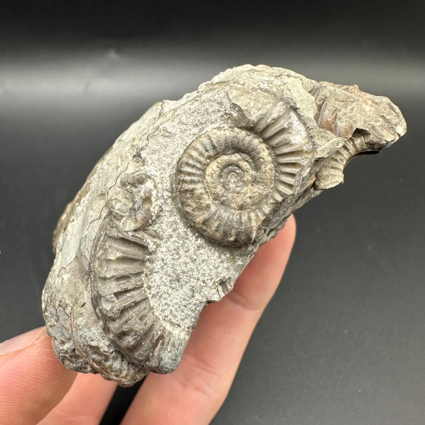 Arnioceras ammonite shell fossil with box and stand - Whitby, North Yorkshire Jurassic Coast Yorkshire Fossils