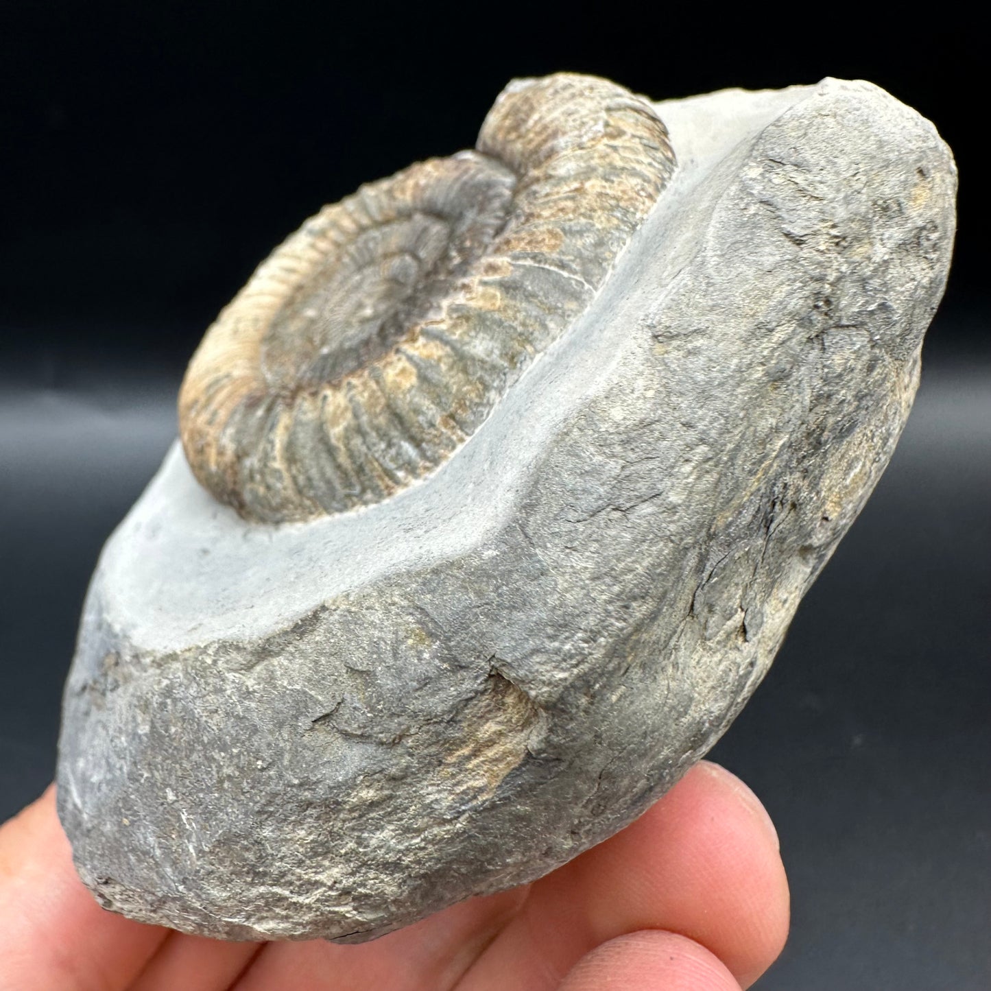 Dactylioceras Ammonite Fossil With Box And Stand - Whitby, North Yorkshire Jurassic Coast Yorkshire Fossils
