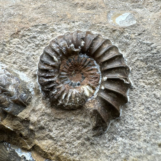 Androgynoceras capricornus Ammonite Fossil With Stand - Whitby, North Yorkshire Jurassic Coast Yorkshire Fossils