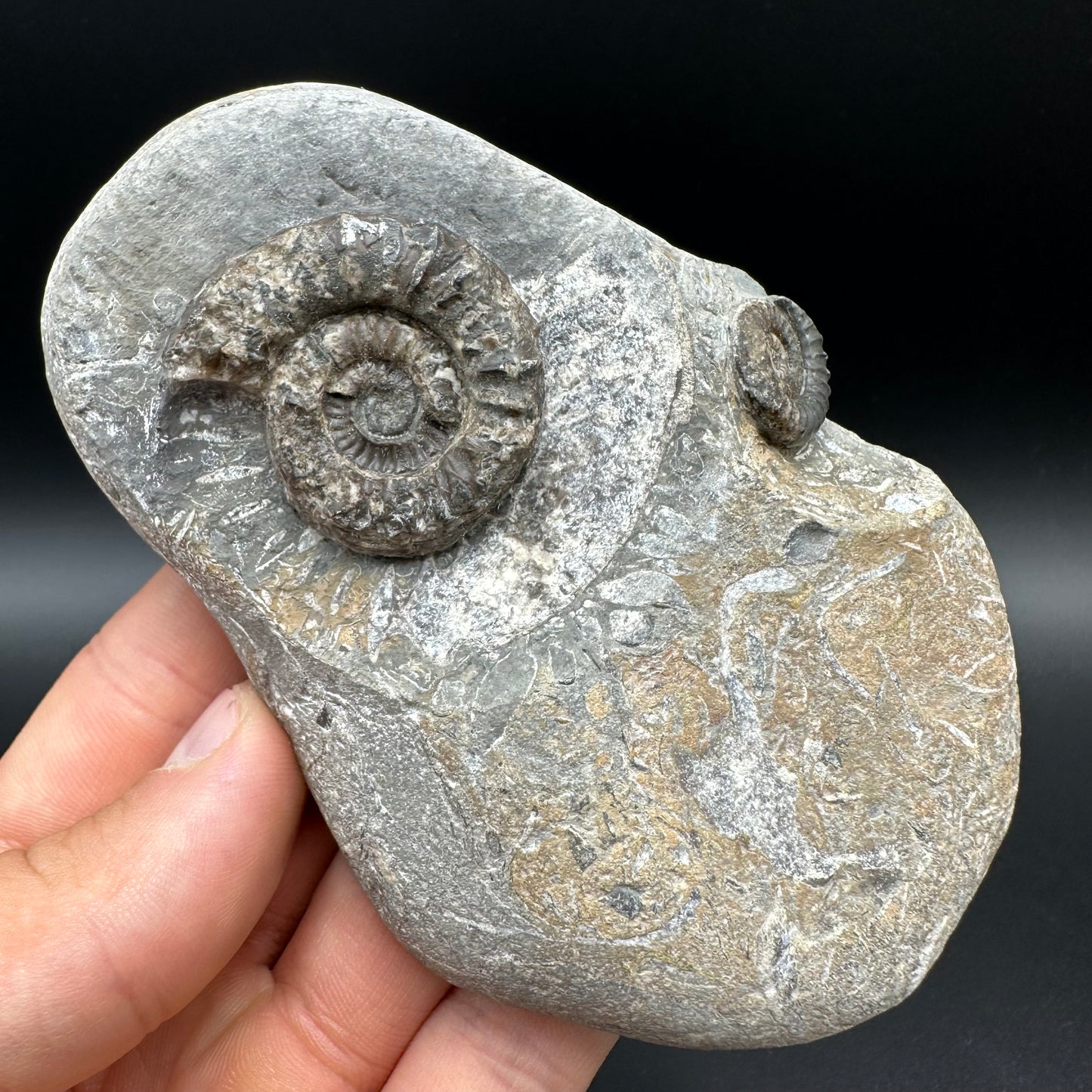 Arnioceras ammonite shell fossil with box and stand - Whitby, North Yorkshire Jurassic Coast Yorkshire Fossils