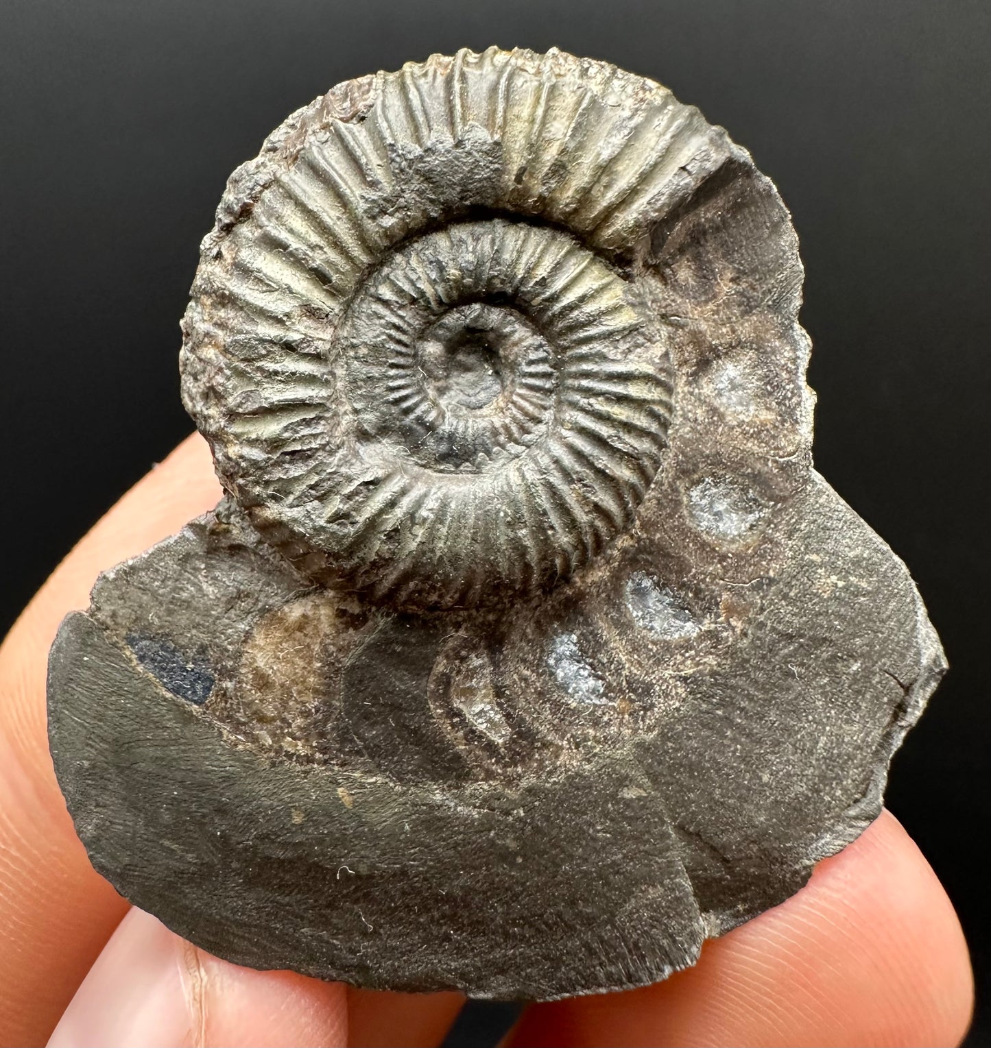Dactylioceras Ammonite Fossil Gift Set - Whitby, North Yorkshire Jurassic Coast Yorkshire Fossils