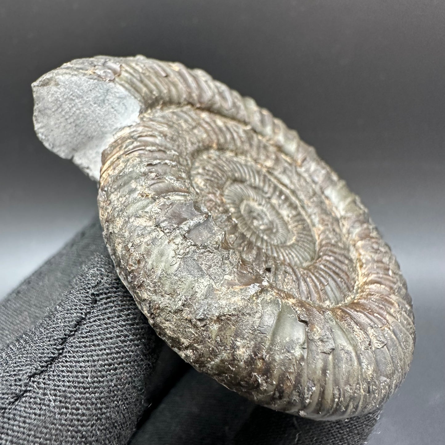 Dactylioceras Ammonite Fossil With Box And Stand - Whitby, North Yorkshire Jurassic Coast Yorkshire Fossils