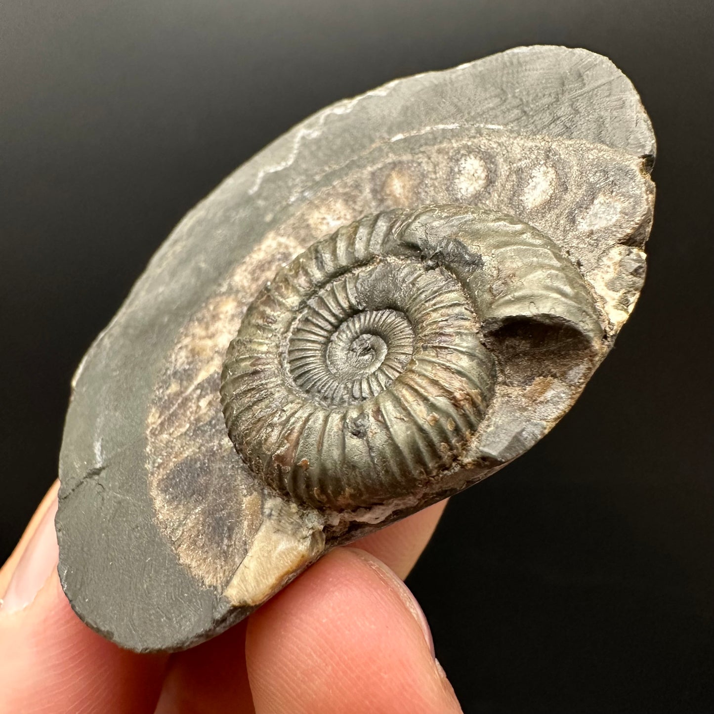 Dactylioceras Ammonite Fossil Gift Set - Whitby, North Yorkshire Jurassic Coast Yorkshire Fossils