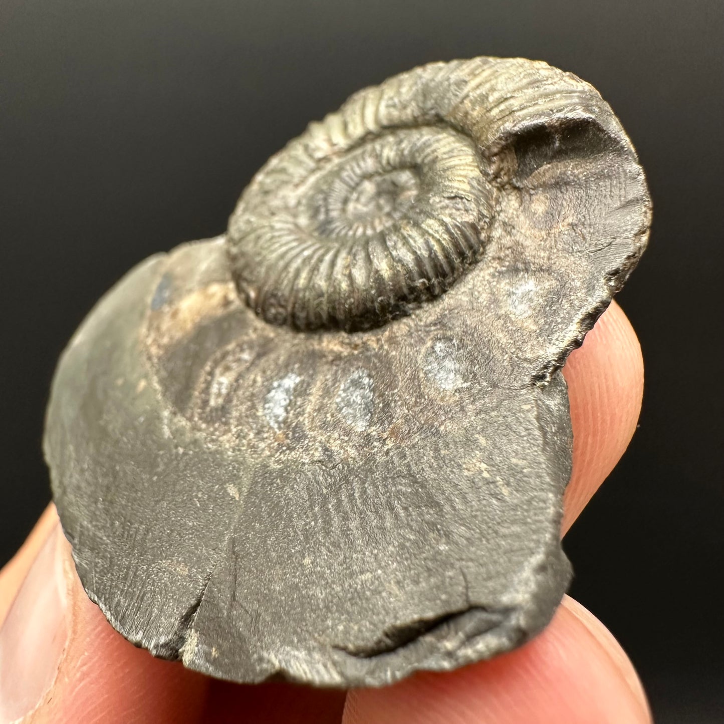 Dactylioceras Ammonite Fossil Gift Set - Whitby, North Yorkshire Jurassic Coast Yorkshire Fossils