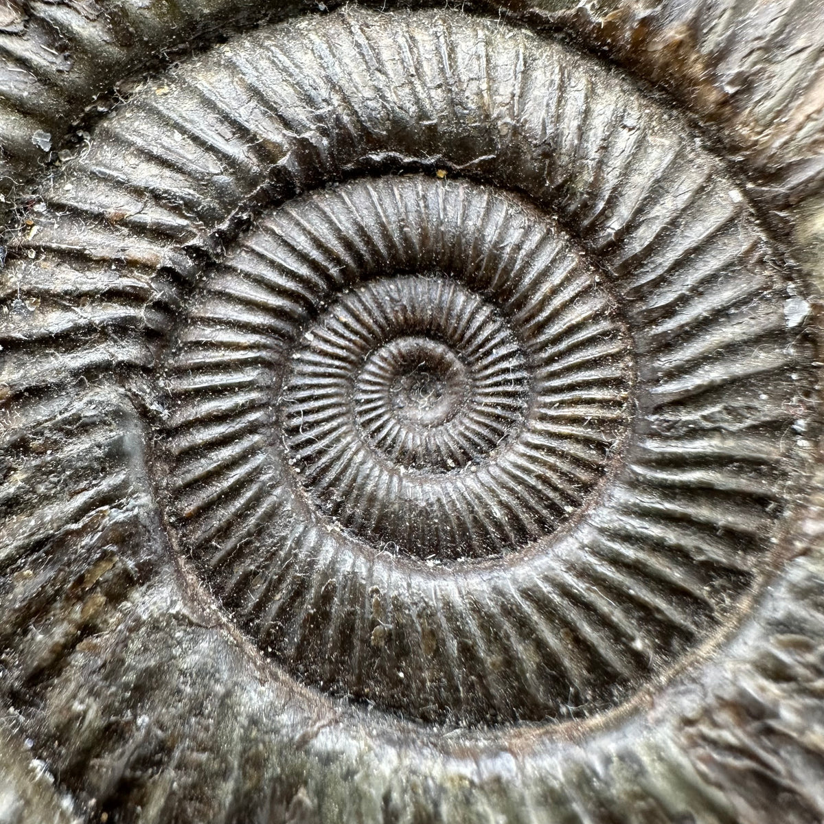 Dactylioceras Ammonite Fossil With box and Stand - Whitby, North Yorkshire Jurassic Coast Yorkshire Fossils