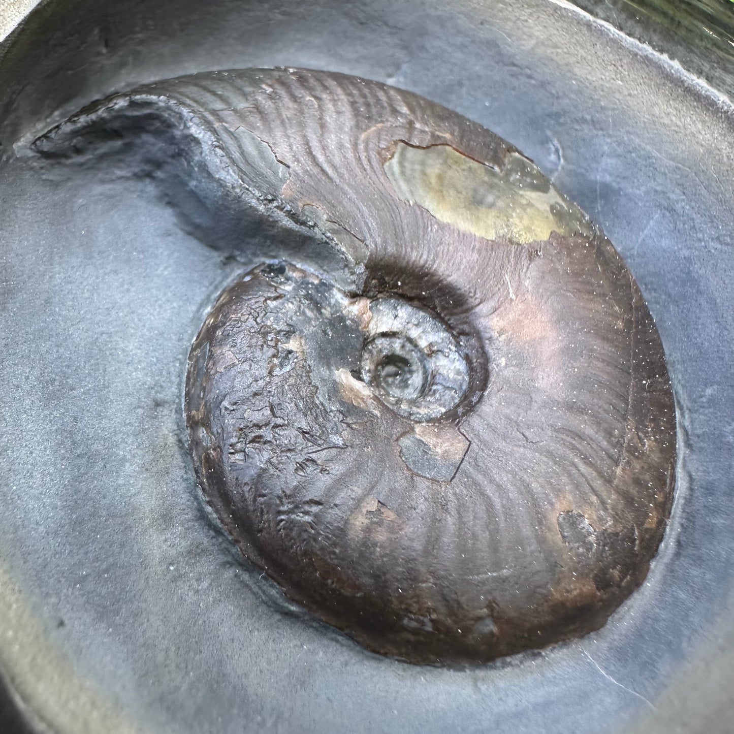 Golden Egg (GENUINE) Ammonite Fossil With Stand - Whitby, North Yorkshire Jurassic Coast Yorkshire Fossils