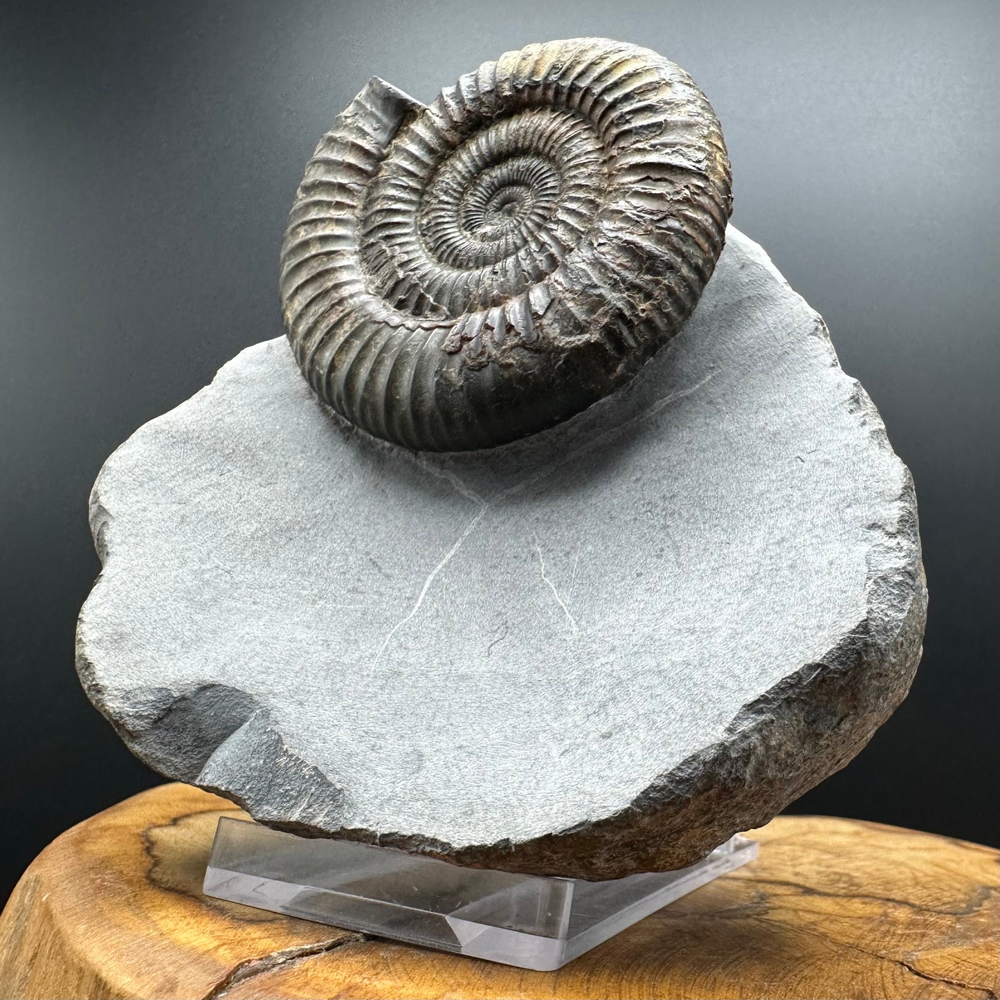 Dactylioceras Ammonite Fossil With box and Stand - Whitby, North Yorkshire Jurassic Coast Yorkshire Fossils