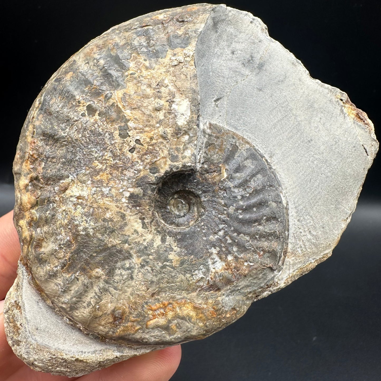 Pseudolioceras lythense Ammonite fossil with box and stand - Whitby, North Yorkshire, Yorkshire Fossils on the Jurassic Coast