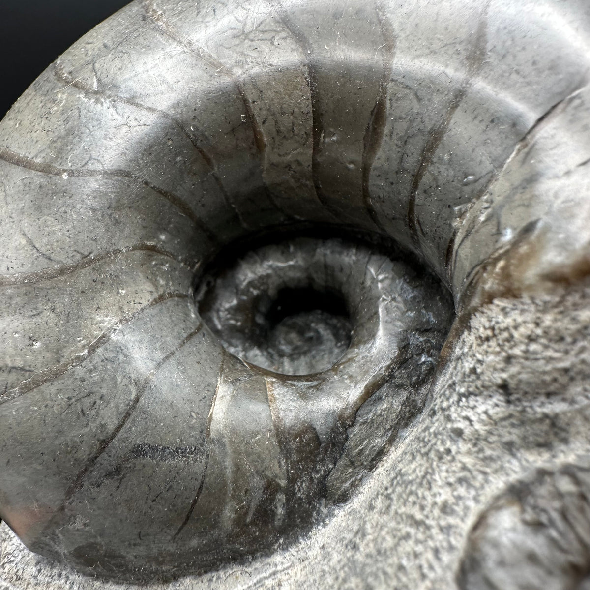 Nautilus shell fossil - Whitby, North Yorkshire Jurassic Coast