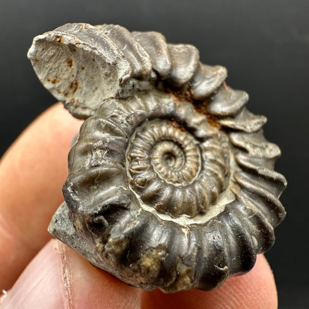 Gagaticeras Ammonite fossil with box and stand - Whitby, North Yorkshire Jurassic Coast Yorkshire Fossils