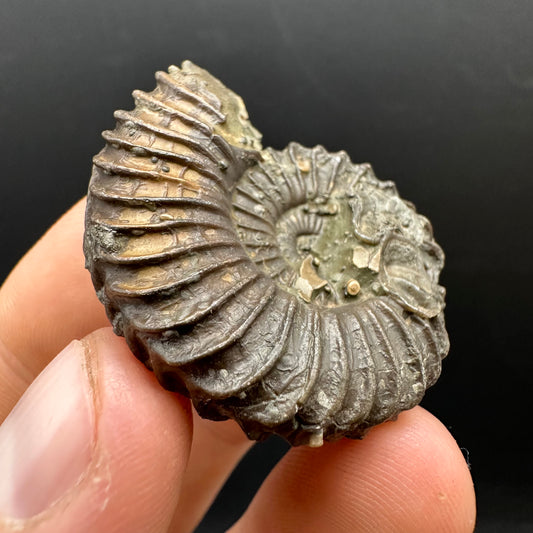 Schlothemia sp. ammonite fossil with box and stand - Whitby, North Yorkshire Jurassic Coast, Yorkshire fossils