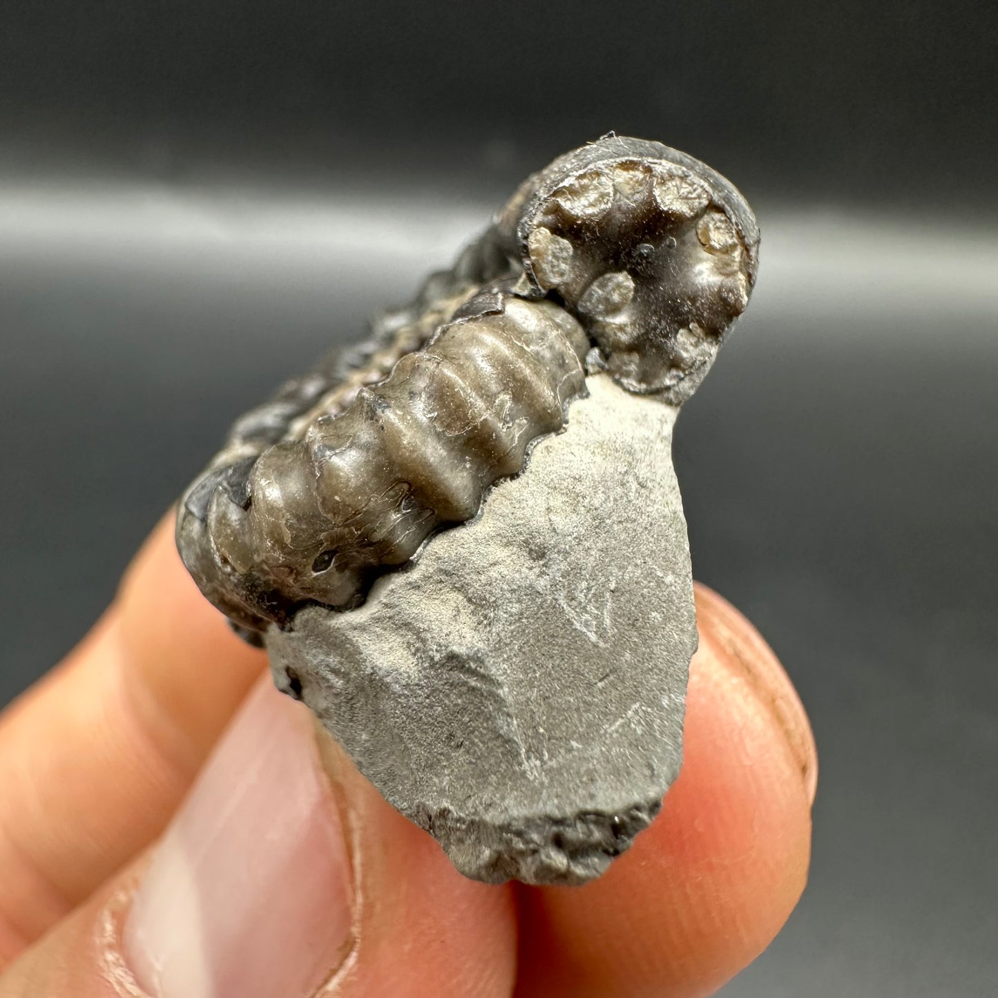 Gagaticeras Ammonite fossil with box and stand - Whitby, North Yorkshire Jurassic Coast Yorkshire Fossils