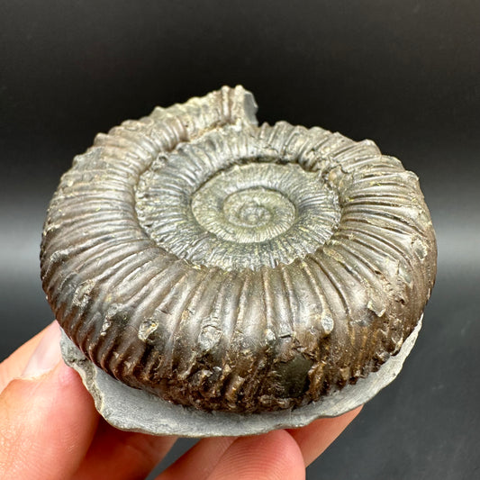 Peronoceras fibulatum Ammonite fossil with box and stand - Whitby, North Yorkshire Jurassic Coast Yorkshire Fossils