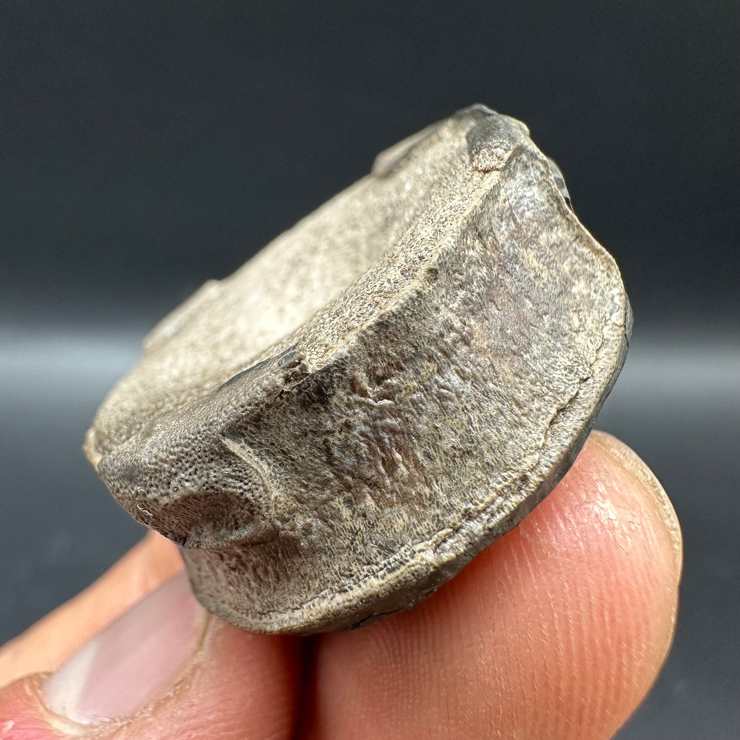 Ichthyosaur Vertebra fossil with box and stand - Whitby, North Yorkshire Jurassic Coast, Yorkshire fossils found on the Jurassic Coast