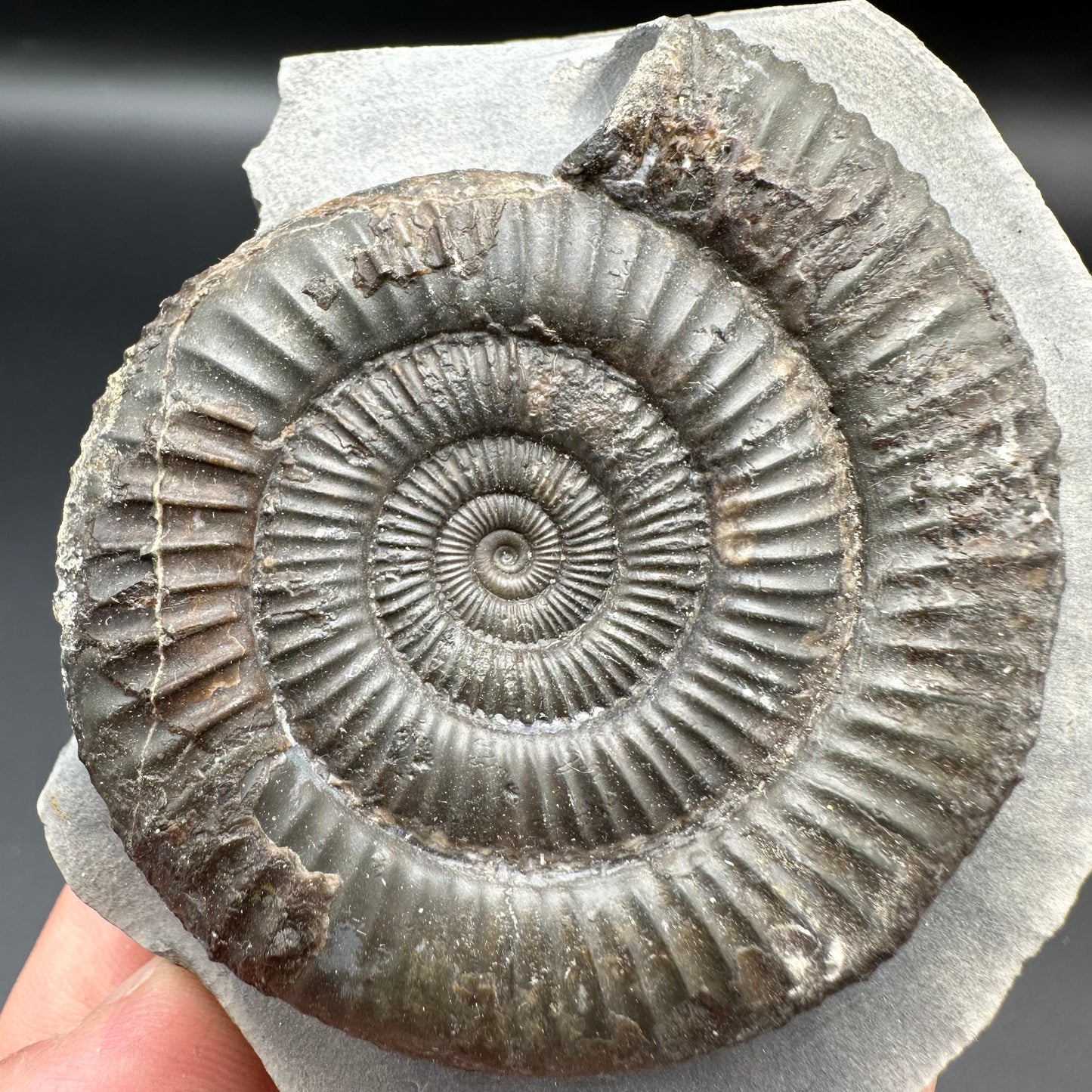 Dactylioceras Ammonite Fossil With Box And Stand - Whitby, North Yorkshire Jurassic Coast Yorkshire Fossils