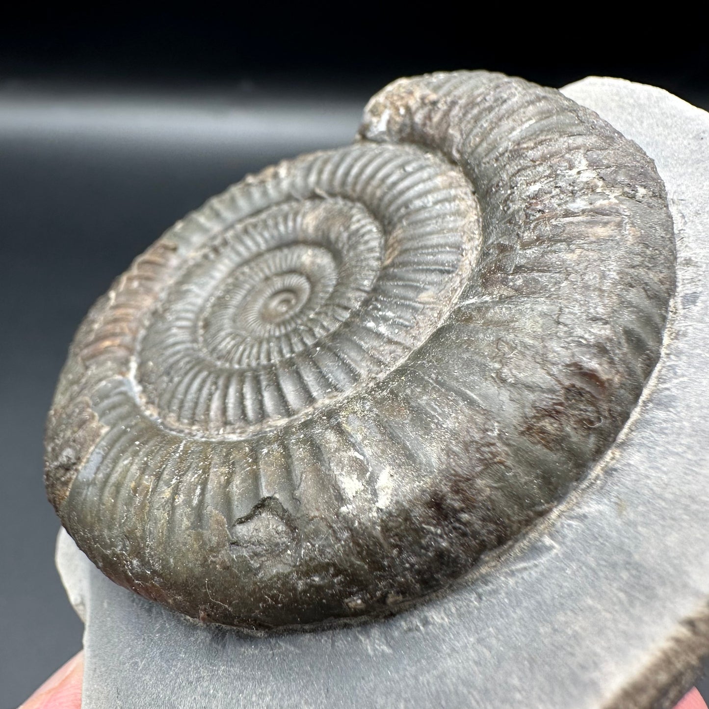 Dactylioceras Ammonite Fossil With Box And Stand - Whitby, North Yorkshire Jurassic Coast Yorkshire Fossils