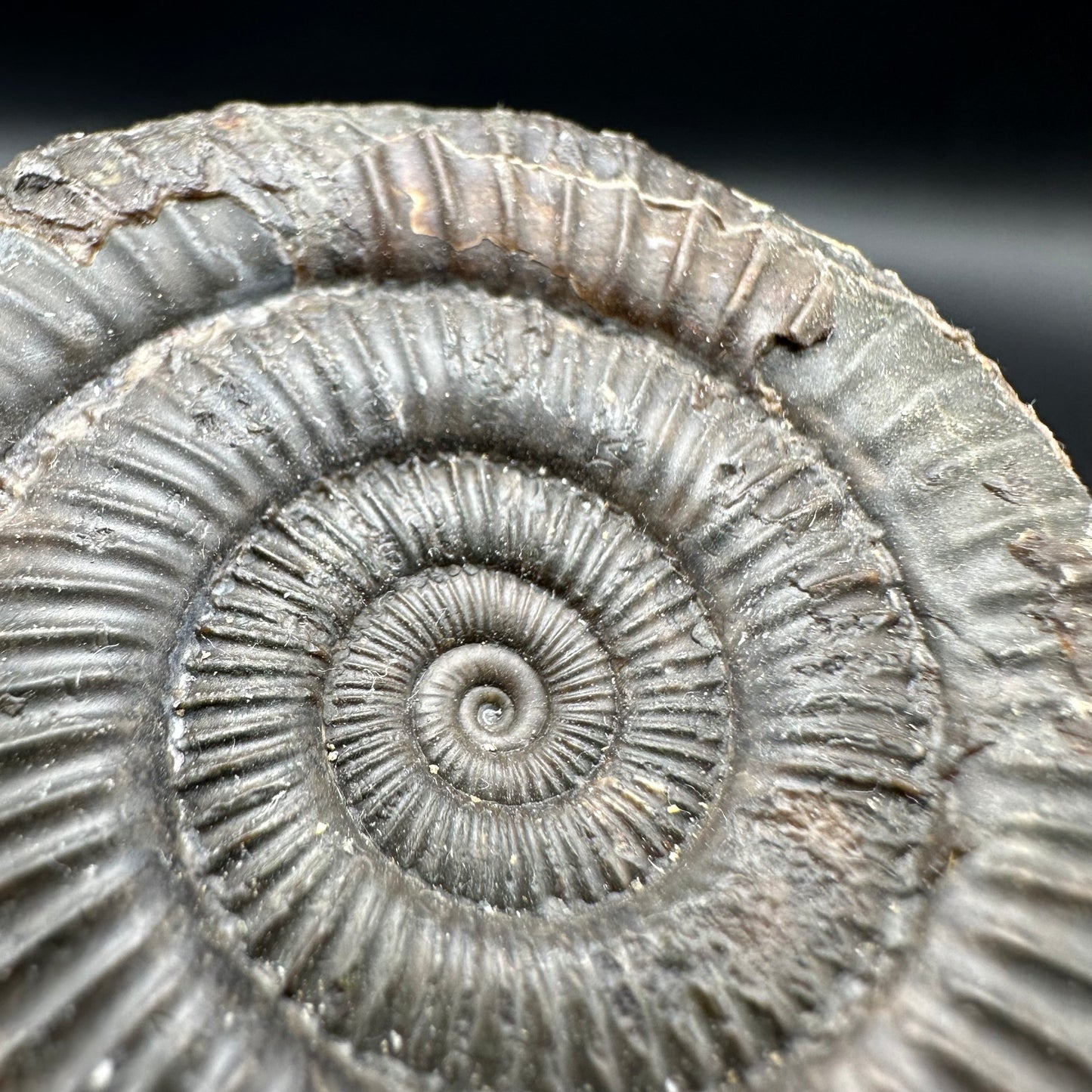 Dactylioceras Ammonite Fossil With Box And Stand - Whitby, North Yorkshire Jurassic Coast Yorkshire Fossils