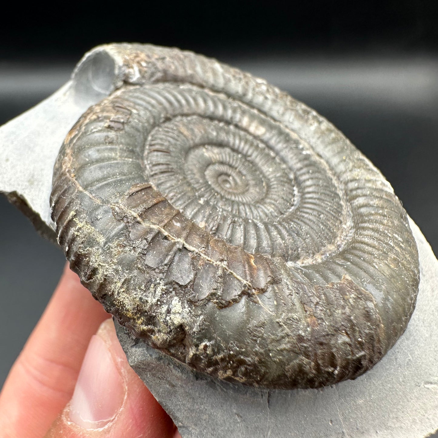 Dactylioceras Ammonite Fossil With Box And Stand - Whitby, North Yorkshire Jurassic Coast Yorkshire Fossils