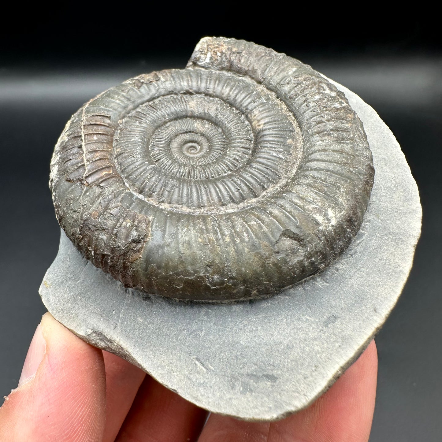 Dactylioceras Ammonite Fossil With Box And Stand - Whitby, North Yorkshire Jurassic Coast Yorkshire Fossils