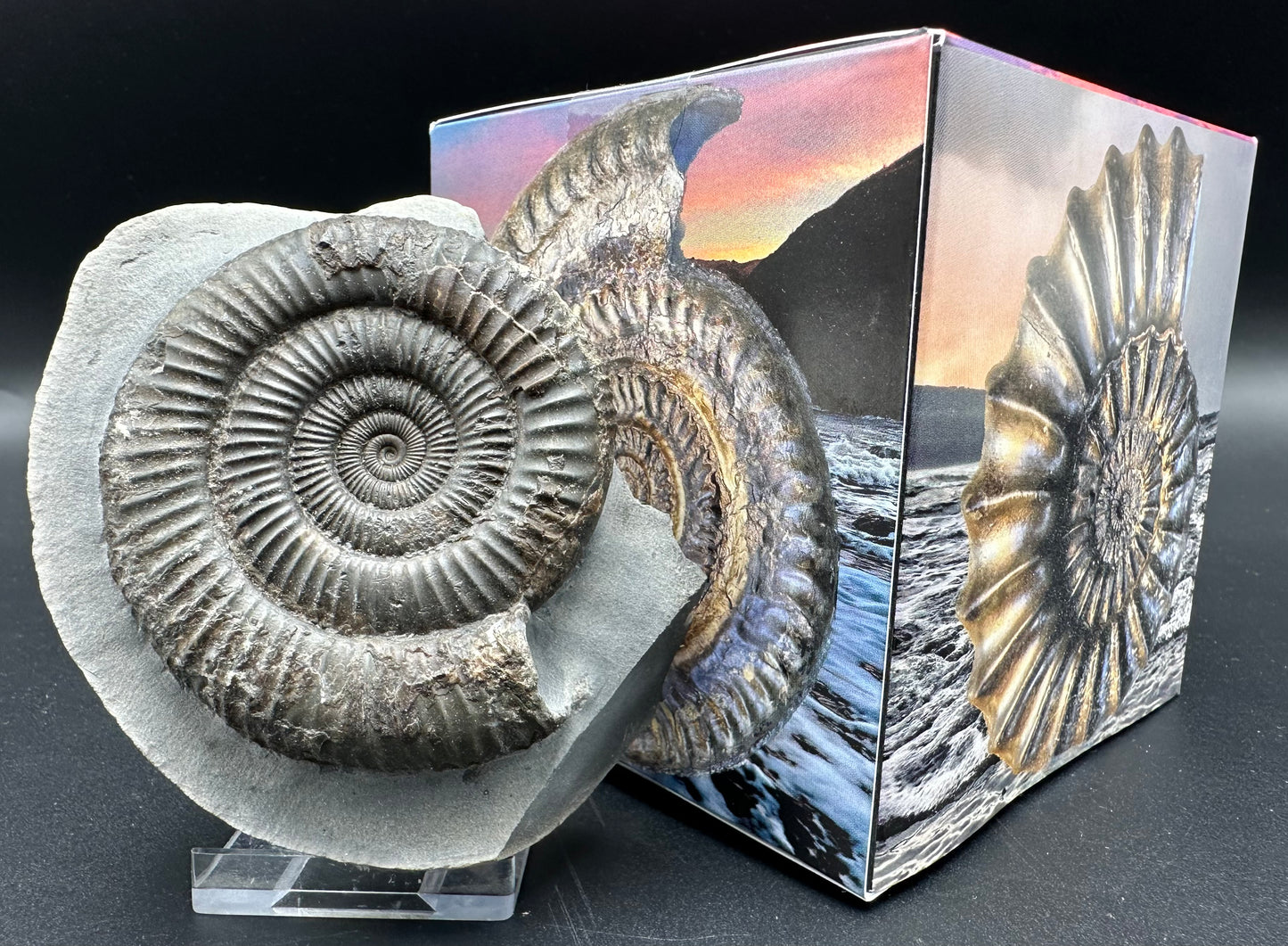 Dactylioceras Ammonite Fossil With Box And Stand - Whitby, North Yorkshire Jurassic Coast Yorkshire Fossils