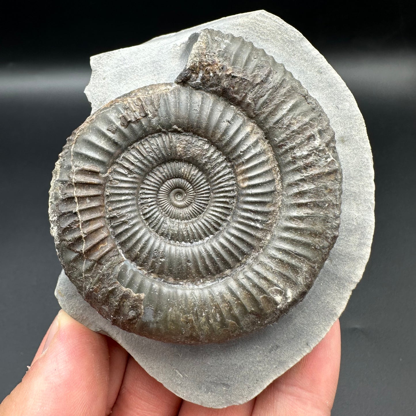 Dactylioceras Ammonite Fossil With Box And Stand - Whitby, North Yorkshire Jurassic Coast Yorkshire Fossils