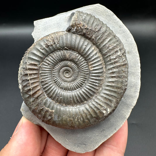 Dactylioceras Ammonite Fossil With Box And Stand - Whitby, North Yorkshire Jurassic Coast Yorkshire Fossils