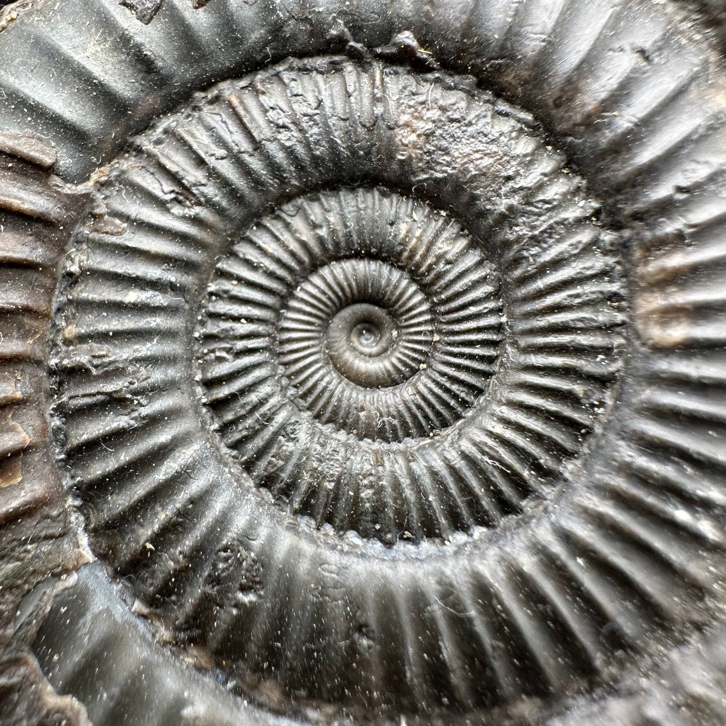 Dactylioceras Ammonite Fossil With Box And Stand - Whitby, North Yorkshire Jurassic Coast Yorkshire Fossils