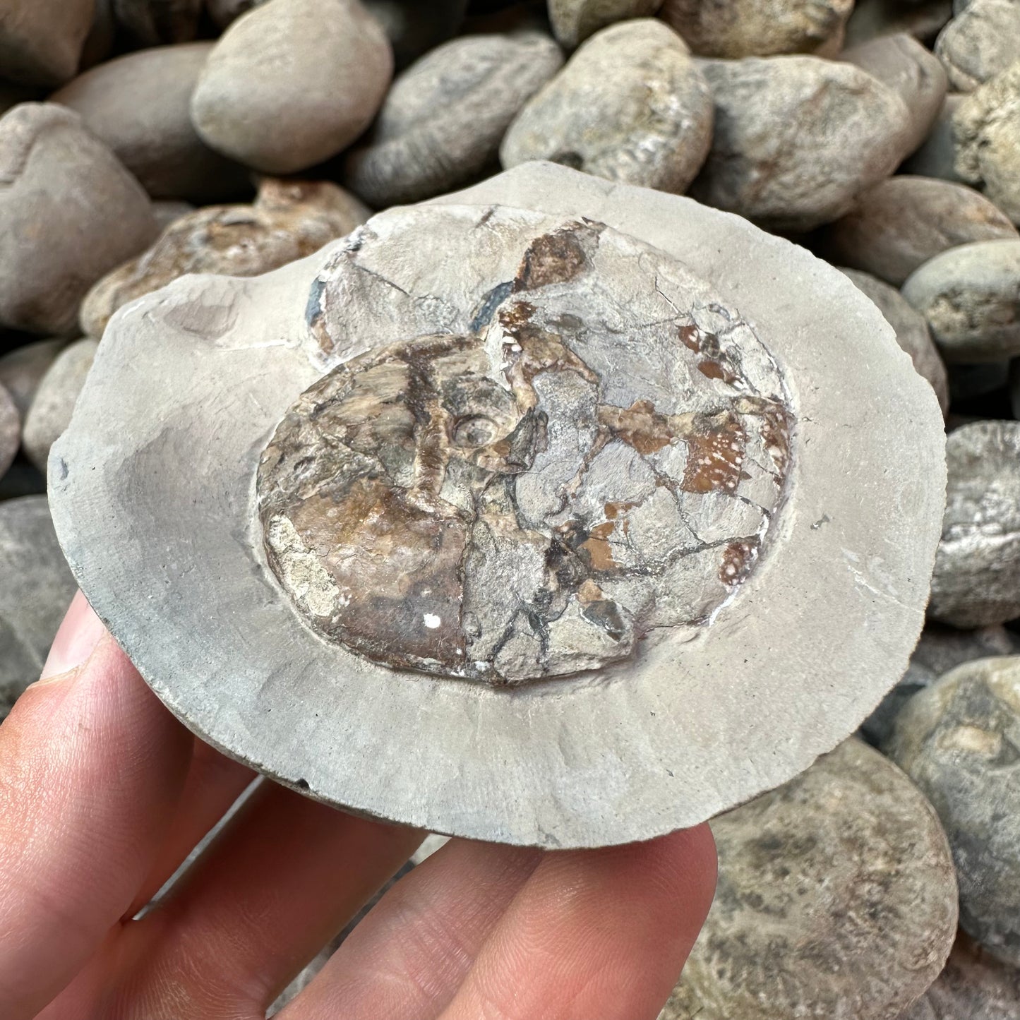 Tragophylloceras loscombi shell fossil - Yorkshire Fossils, Yorkshire Coast, Jurassic Coast