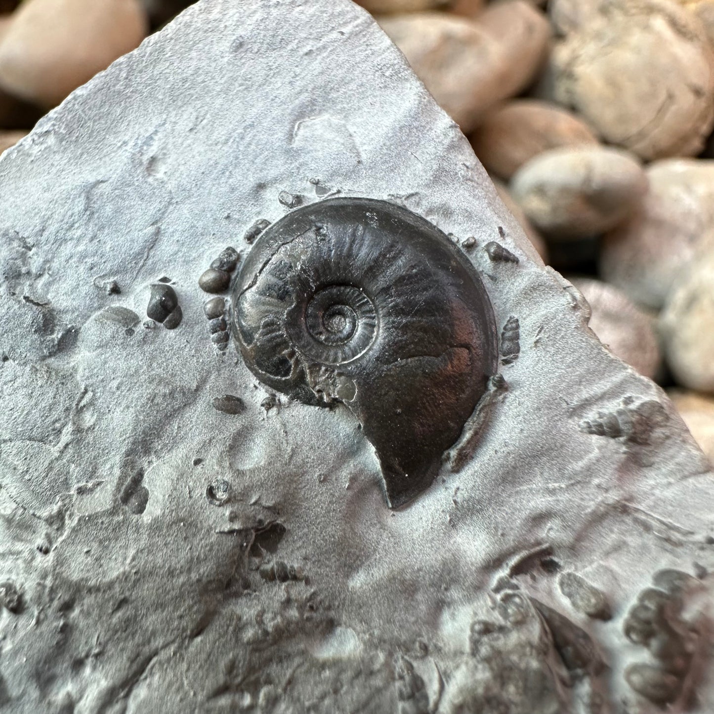 Oxynoticeras ammonite shell fossil - Whitby, North Yorkshire