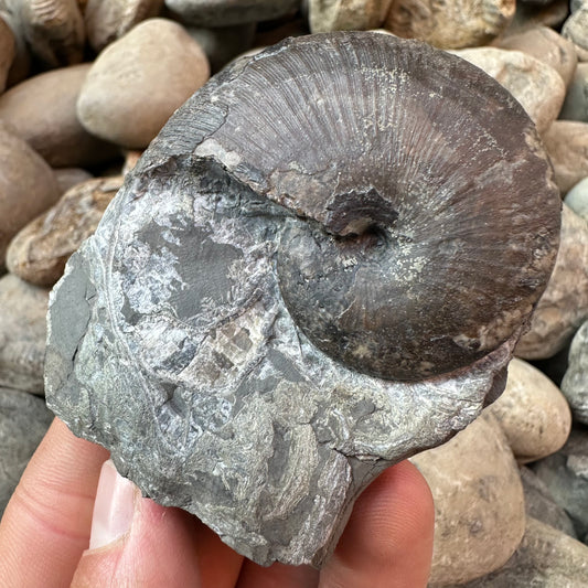 Phylloceras ammonite fossil - Whitby, North Yorkshire Jurassic Coast, Yorkshire fossils
