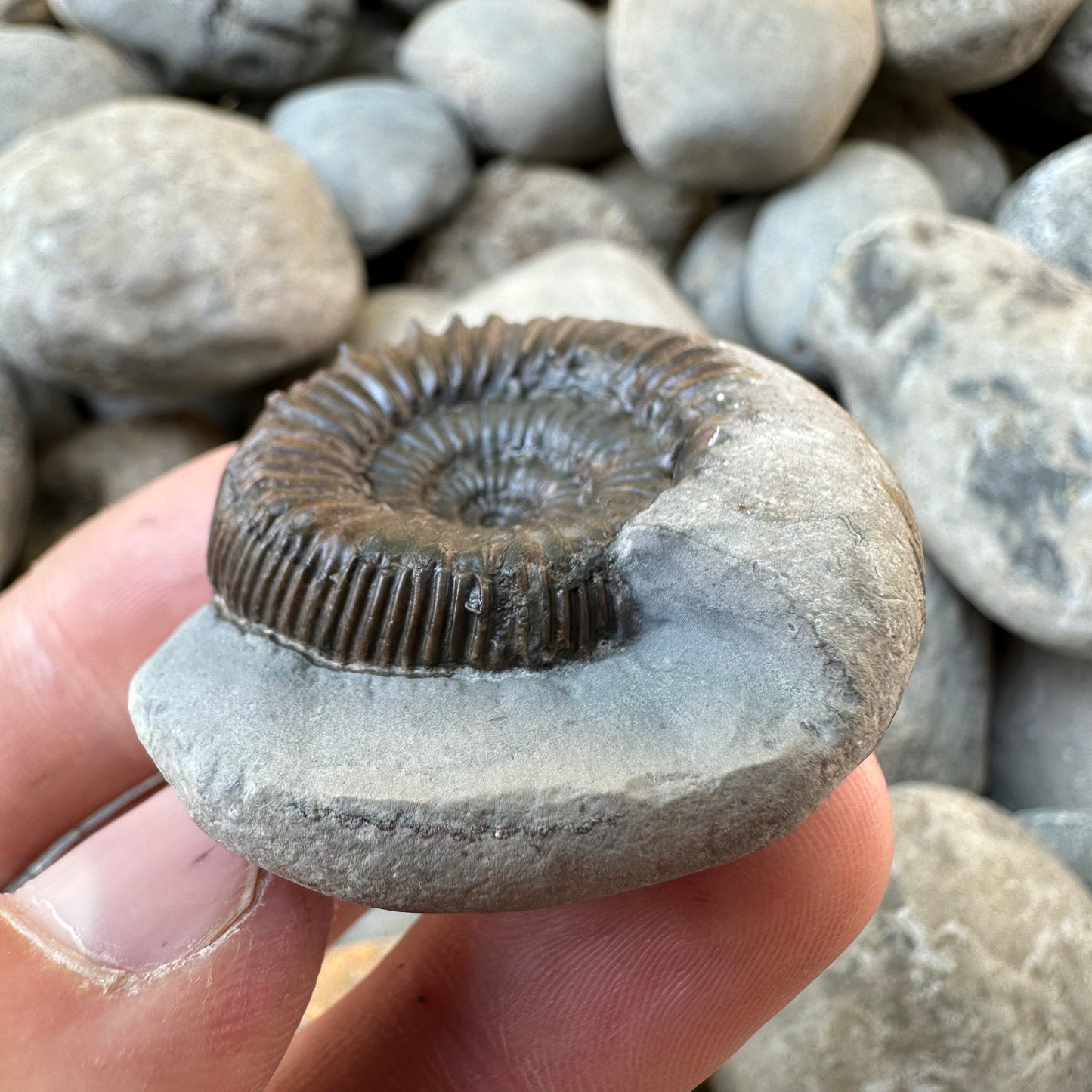 Catacoeloceras sp. ammonite fossil - Whitby, North Yorkshire
