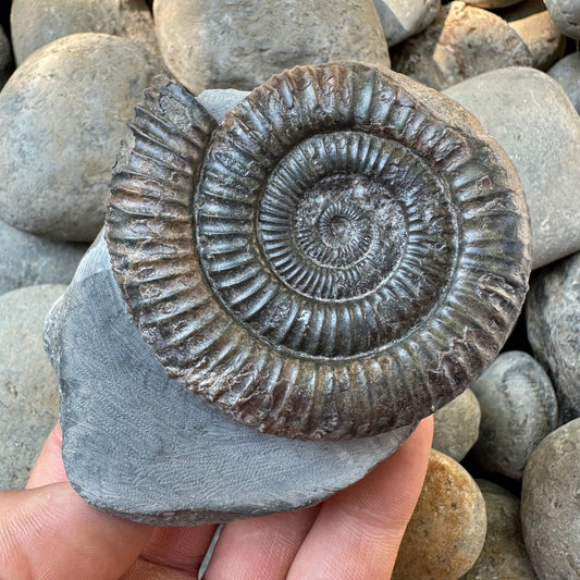 Dactylioceras ammonite fossil - Whitby, North Yorkshire, Yorkshire Fossils found on the Jurassic Coast