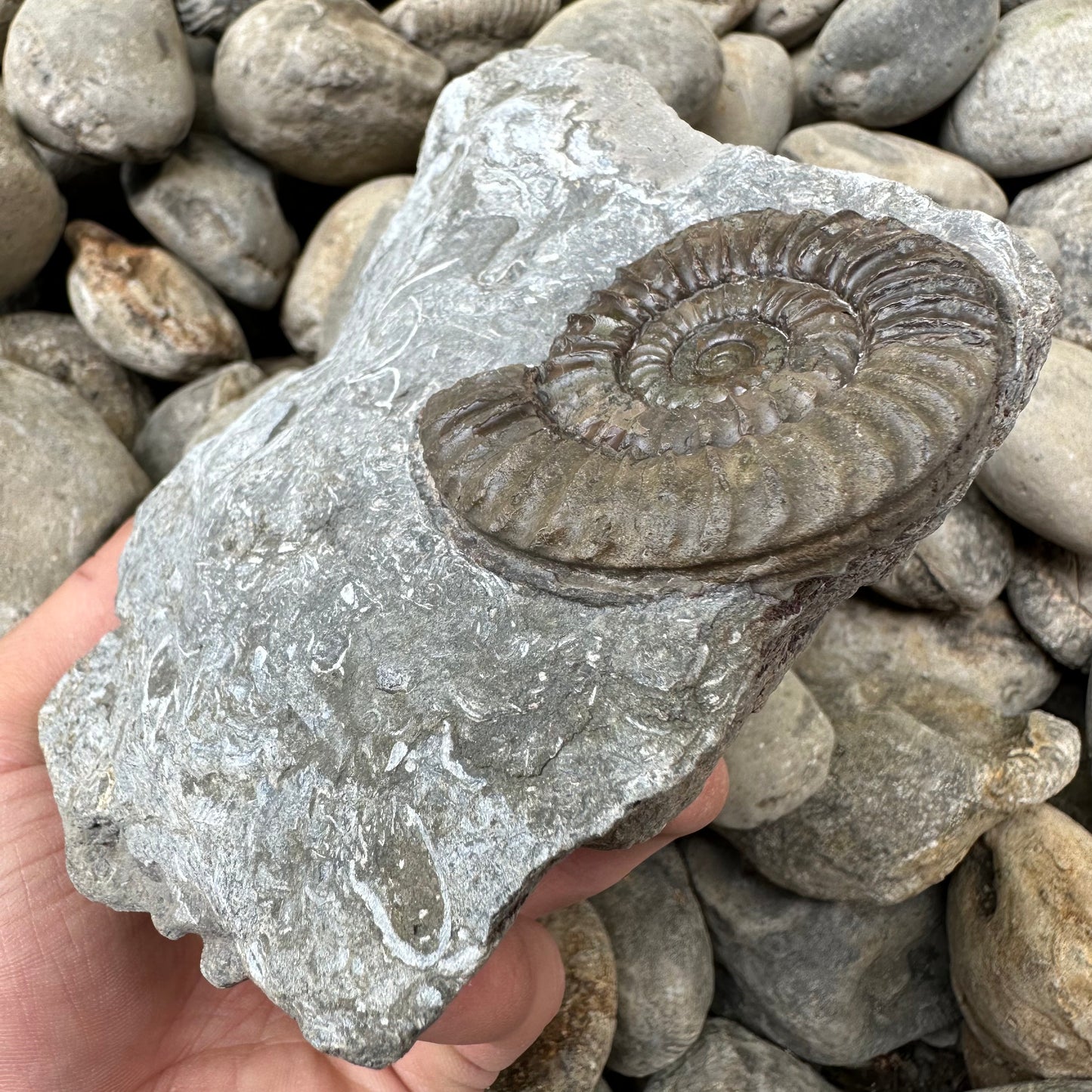 Arnioceras ammonite shell fossil - Whitby, North Yorkshire Jurassic Coast