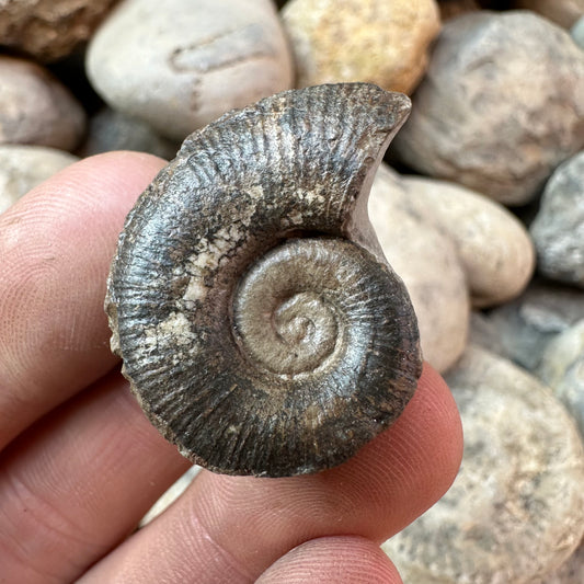 Lytoceras ammonite fossil - Whitby, North Yorkshire