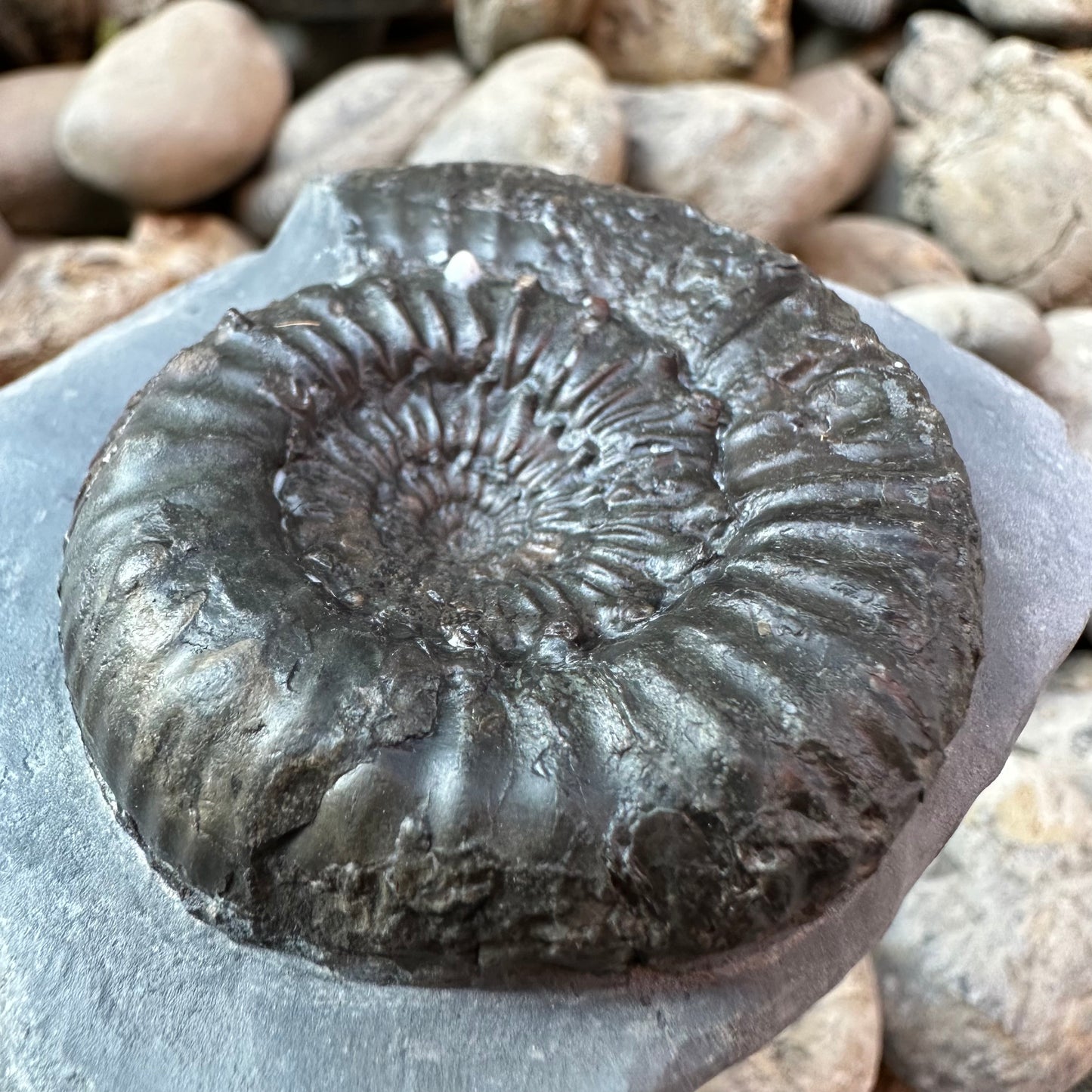 Peronoceras Subarmatum ammonite fossil - Whitby, North Yorkshire Jurassic Coast, Yorkshire fossils