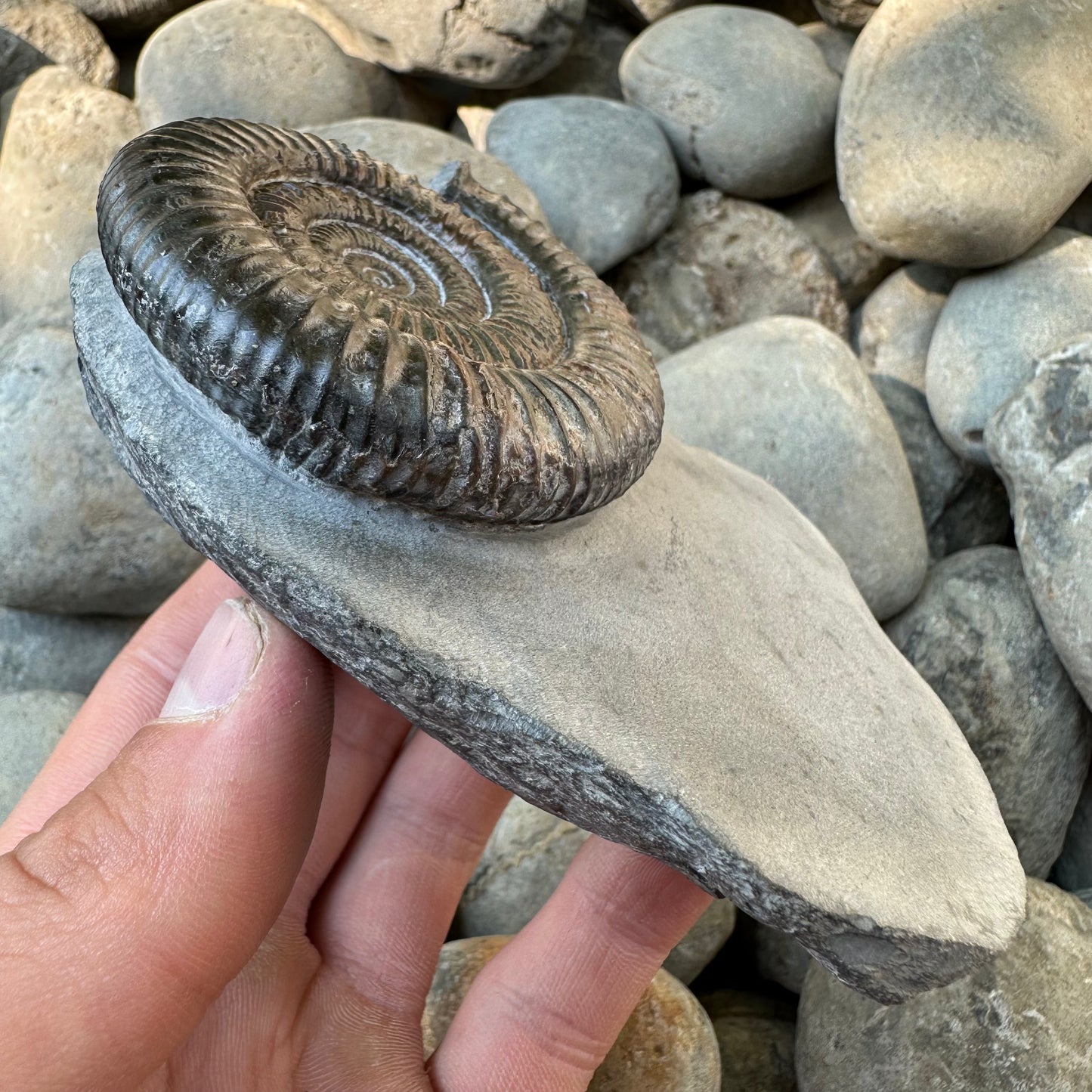 Dactylioceras ammonite fossil Whitby, North Yorkshire, Yorkshire Fos