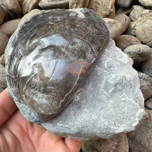 Plagiostama Shell fossil - Whitby, North Yorkshire
