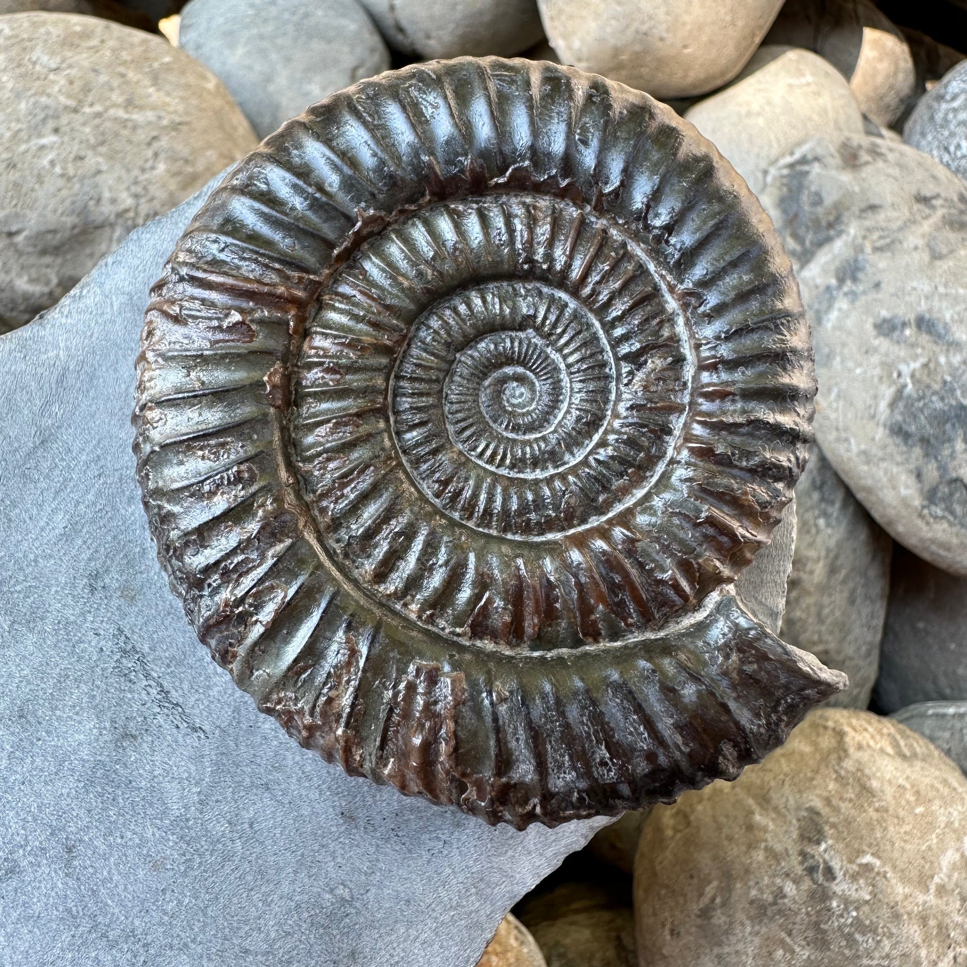 Dactylioceras ammonite fossil Whitby, North Yorkshire, Yorkshire Fos