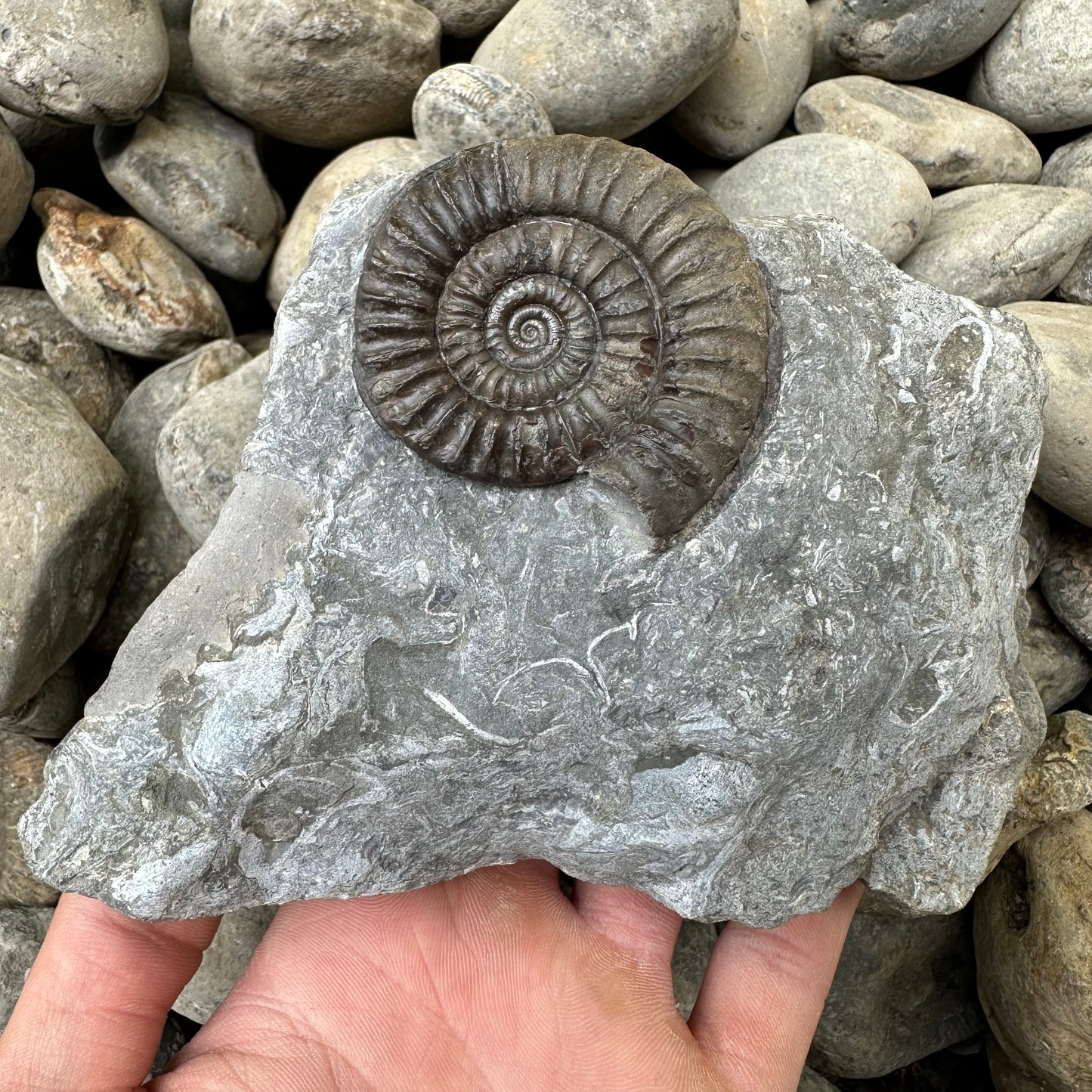 Arnioceras ammonite shell fossil - Whitby, North Yorkshire Jurassic Coast