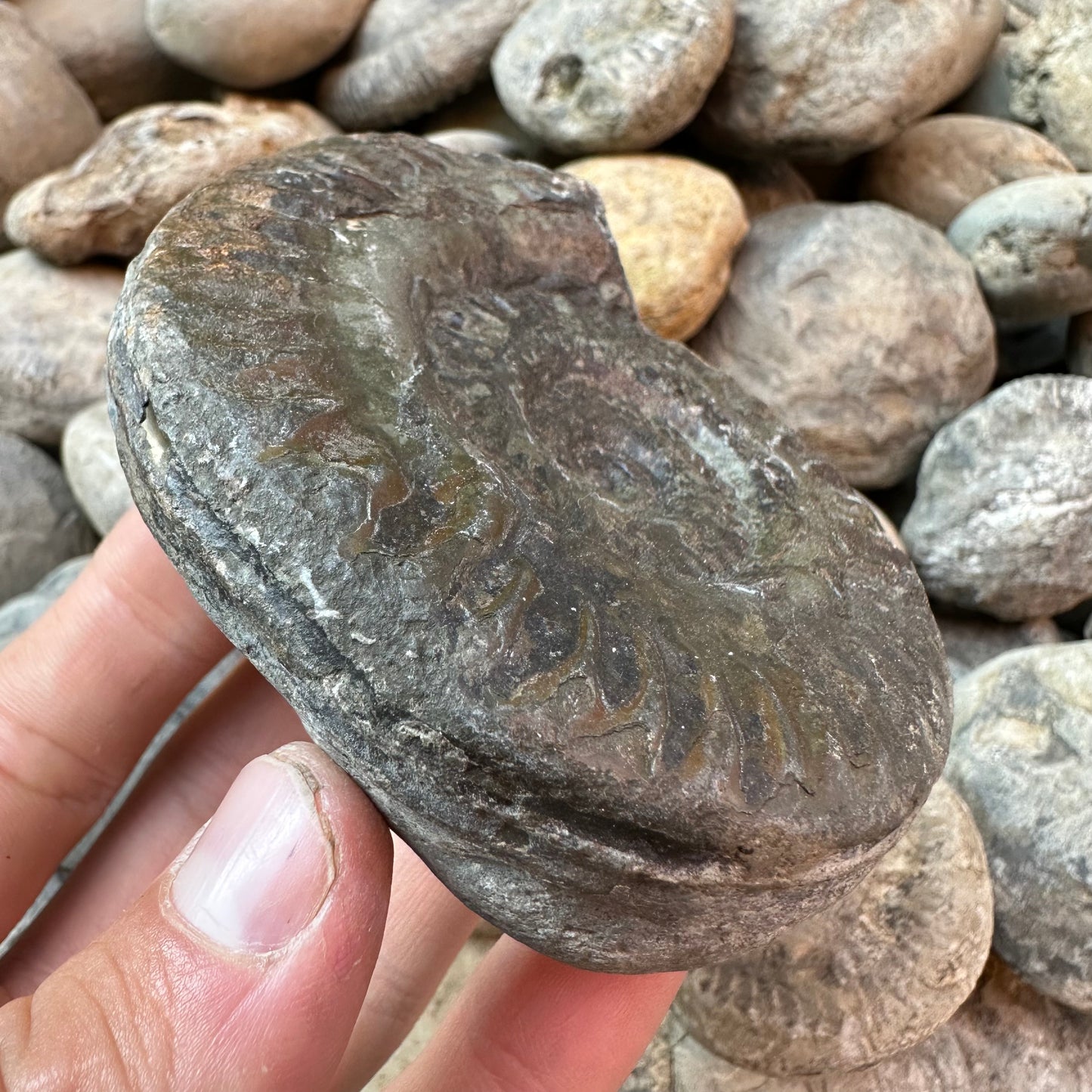 Hildoceras lusitanicum ammonite fossil - Whitby, North Yorkshire
